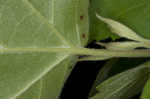 Mapleleaf viburnum